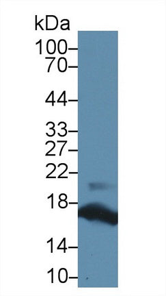 Polyclonal Antibody to Ribonuclease A (RNase A)