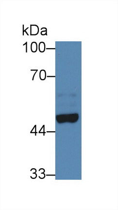 Polyclonal Antibody to Neuronal Pentraxin II (NPTX2)