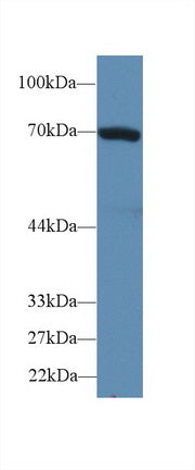Polyclonal Antibody to Heat Shock 70kDa Protein 1B (HSPA1B)
