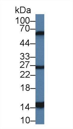 Polyclonal Antibody to Galectin 2 (GAL2)