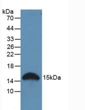 Polyclonal Antibody to Galectin 2 (GAL2)