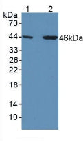 Polyclonal Antibody to Thyroxine Binding Globulin (TBG)