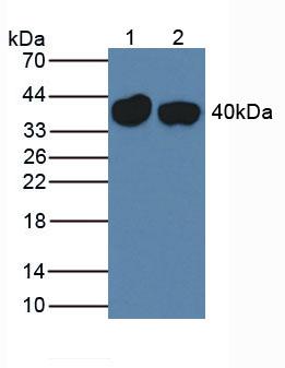 Polyclonal Antibody to Thyroxine Binding Globulin (TBG)