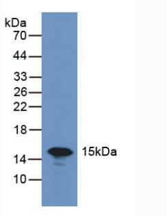 Polyclonal Antibody to Galectin 7 (GAL7)