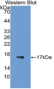 Polyclonal Antibody to Galectin 7 (GAL7)