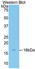 Polyclonal Antibody to Galectin 7 (GAL7)