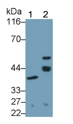 Polyclonal Antibody to Galectin 9 (GAL9)