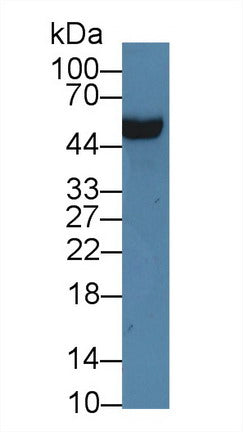 Polyclonal Antibody to Apolipoprotein H (APOH)