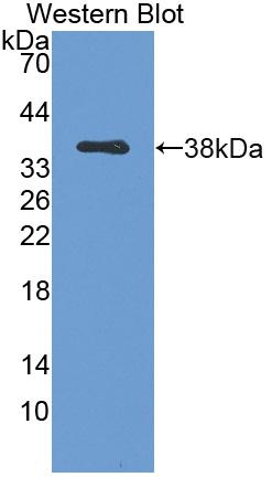 Polyclonal Antibody to Galectin 6 (GAL6)