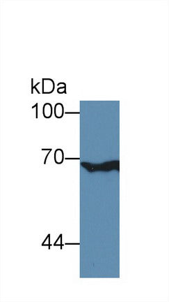 Polyclonal Antibody to X-Ray Repair Cross Complementing 6 (XRCC6)