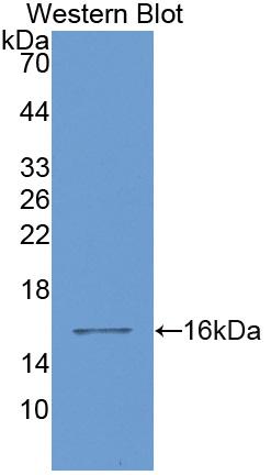 Polyclonal Antibody to Galectin 1 (GAL1)