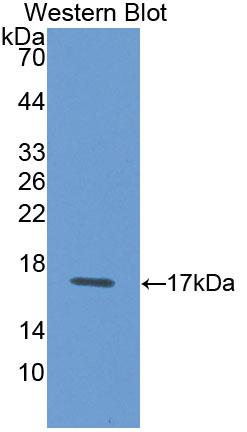 Polyclonal Antibody to Galectin 1 (GAL1)