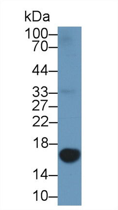 Polyclonal Antibody to Galectin 1 (GAL1)