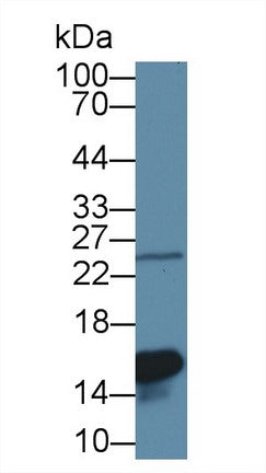 Polyclonal Antibody to Galectin 1 (GAL1)