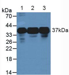 Polyclonal Antibody to Heterogeneous Nuclear Ribonucleoprotein A2/B1 (HNRPA2B1)