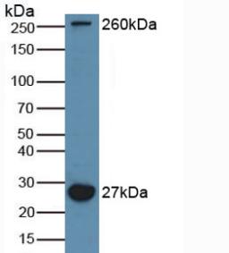 Polyclonal Antibody to Microtubule Associated Protein 1A (MAP1A)