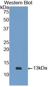 Polyclonal Antibody to Urotensin 2 (UST2)