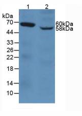 Polyclonal Antibody to Platelet/Endothelial Cell Adhesion Molecule (PECAM1)