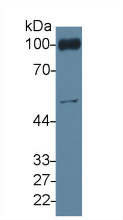 Polyclonal Antibody to Platelet/Endothelial Cell Adhesion Molecule (PECAM1)
