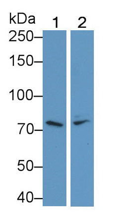 Polyclonal Antibody to Platelet/Endothelial Cell Adhesion Molecule (PECAM1)