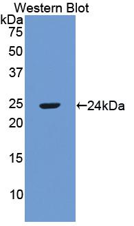 Polyclonal Antibody to Retinol Binding Protein 3, Interstitial (RBP3)