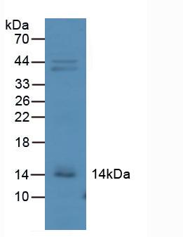 Polyclonal Antibody to Interferon Gamma Induced Protein 10kDa (IP10)