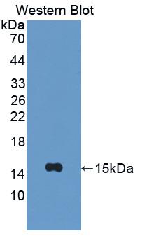 Polyclonal Antibody to Interferon Gamma Induced Protein 10kDa (IP10)