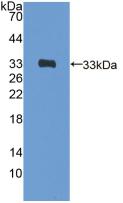 Polyclonal Antibody to GATA Binding Protein 4 (GATA4)