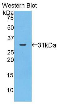 Polyclonal Antibody to Myosin IA (MYO1A)