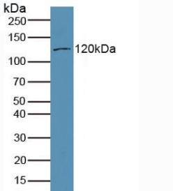 Polyclonal Antibody to Myosin IA (MYO1A)