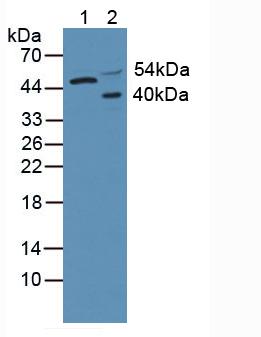 Polyclonal Antibody to Protein Kinase B Gamma (PKBg)