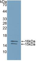 Polyclonal Antibody to Interleukin 23 Subunit Alpha (IL23a)