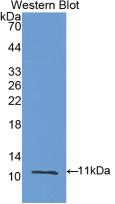 Polyclonal Antibody to Matrix Metalloproteinase 12 (MMP12)