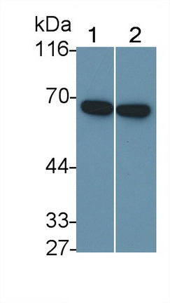 Polyclonal Antibody to Matrix Metalloproteinase 12 (MMP12)