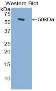 Polyclonal Antibody to Cadherin, Retinal (RCAD)