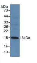 Polyclonal Antibody to Mucin 1 (MUC1)