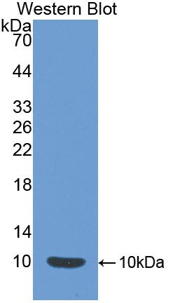 Polyclonal Antibody to Mucin 1 (MUC1)