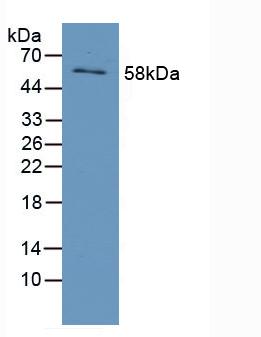 Polyclonal Antibody to Early Growth Response Protein 1 (EGR1)