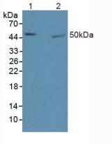 Polyclonal Antibody to Early Growth Response Protein 1 (EGR1)