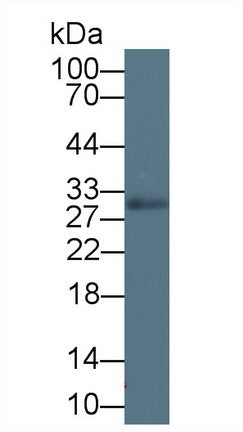 Polyclonal Antibody to Myelin Oligodendrocyte Glycoprotein (MOG)