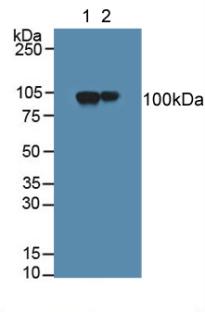 Polyclonal Antibody to Myelin Associated Glycoprotein (MAG)