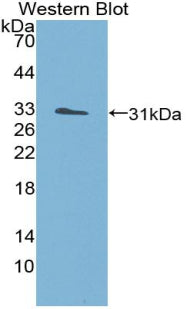 Polyclonal Antibody to Structure Specific Recognition Protein 1 (SSRP1)