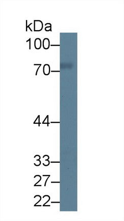 Polyclonal Antibody to Protein Kinase C Delta (PKCd)