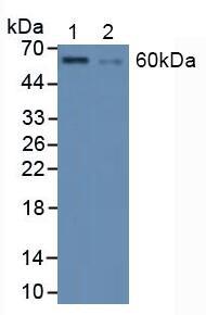 Polyclonal Antibody to Heat Shock Transcription Factor 1 (HSF1)