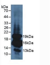 Polyclonal Antibody to Insulin (INS)