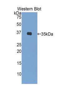 Polyclonal Antibody to Insulin (INS)