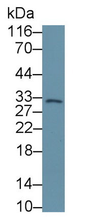 Polyclonal Antibody to Caspase 7 (CASP7)