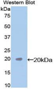 Polyclonal Antibody to Caspase 7 (CASP7)