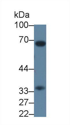 Polyclonal Antibody to Caspase 7 (CASP7)