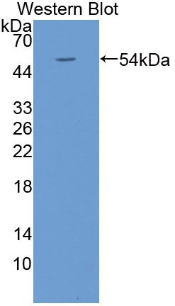 Polyclonal Antibody to Kallikrein 4 (KLK4)